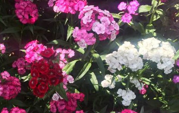 1629351358361311.jpg image.jpg