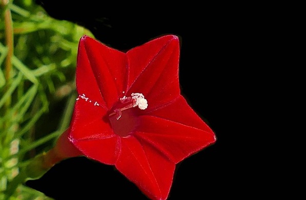 1629444598644723.jpg image.jpg