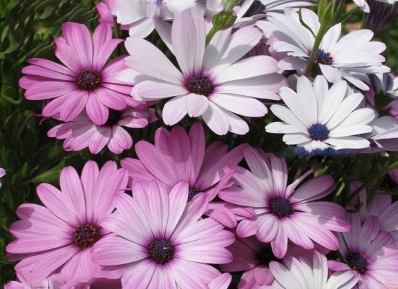 1629624404146334.jpg image.jpg