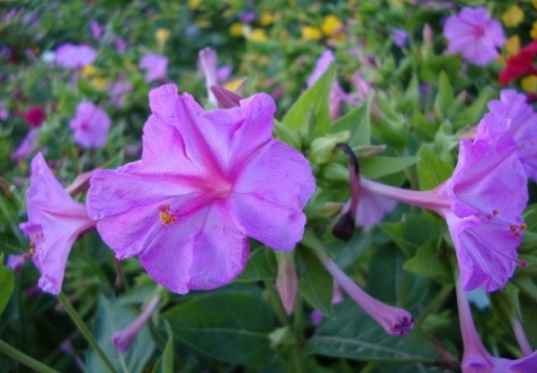 1629701614182722.jpg image.jpg