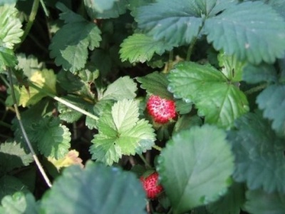 蛇莓種子怎么播種？