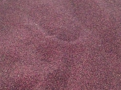 蛇莓種子播種方法？