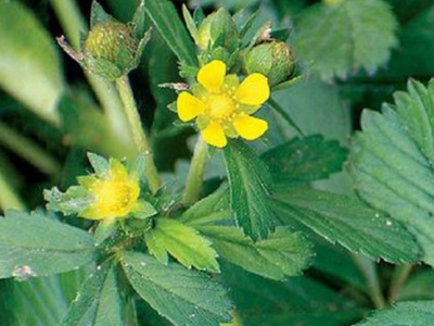 委陵菜種子播種方法？