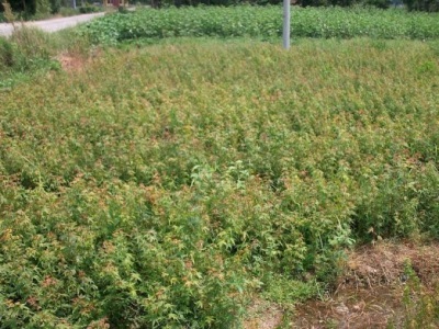 雞爪槭種子怎么播種？