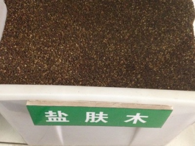 鹽膚木種子的播種季節(jié)？