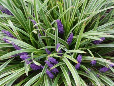 金邊麥冬草栽培技術(shù)？