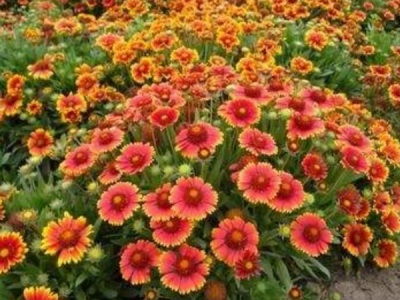 天人菊種子什么時候收集？