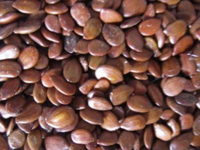 合歡種子什么時(shí)候播種