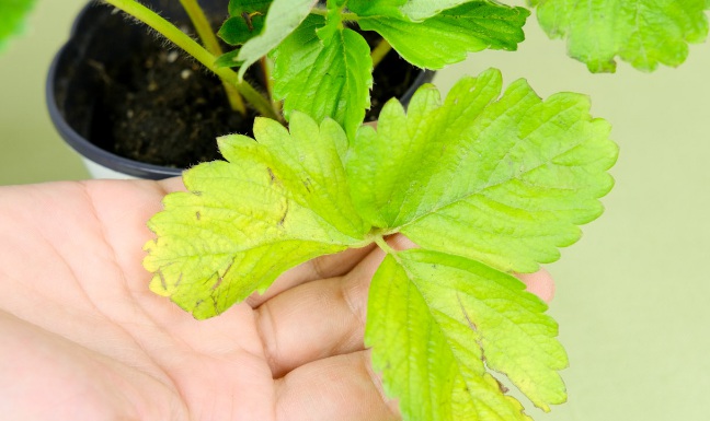 1630557627177236.jpg image.jpg