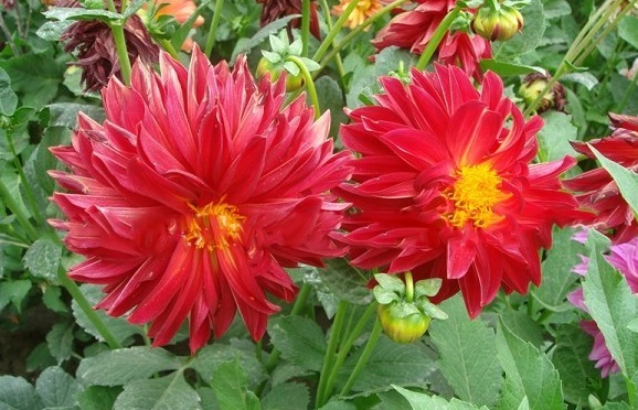 1630733034404261.jpg image.jpg