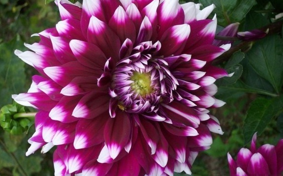 1630733039165326.jpg image.jpg