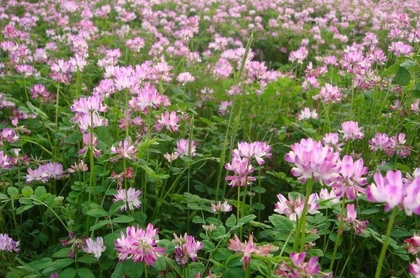 1631104729619160.jpg image.jpg