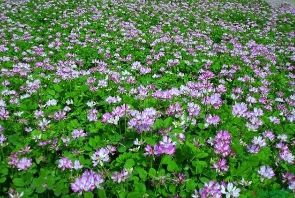 1631104735789991.jpg image.jpg