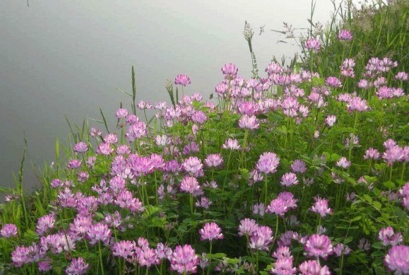 1631104742789706.jpg image.jpg