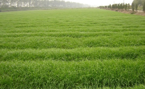 1631172192532672.jpg image.jpg