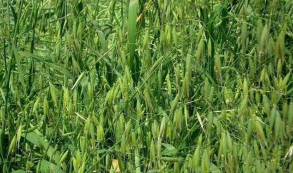 1631172204423859.jpg image.jpg