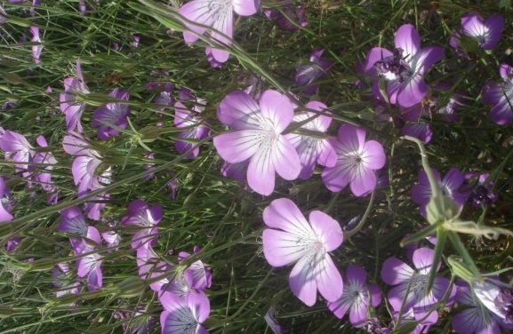 1631178041659546.jpg image.jpg