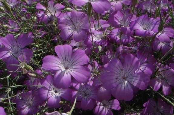 1631178047895490.jpg image.jpg