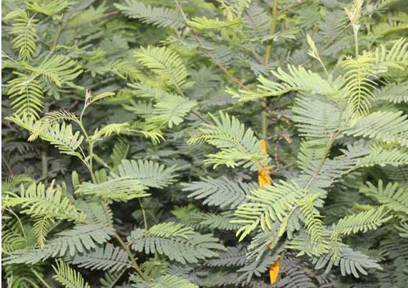 1631257858501093.jpg image.jpg