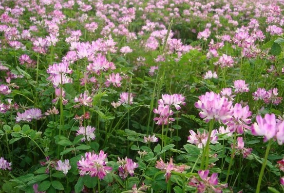 1631258469943983.jpg image.jpg