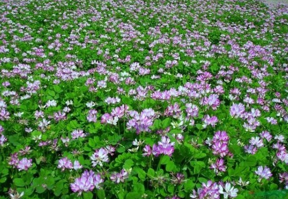 1631258475478000.jpg image.jpg