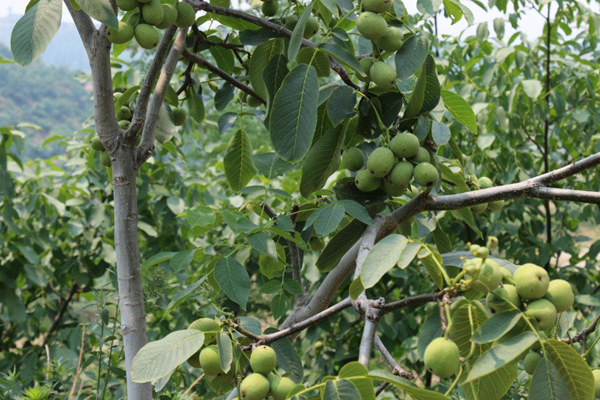 1631786822832762.jpeg 核桃2.jpeg