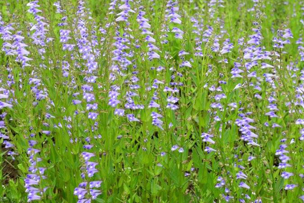 1631798267373303.jpg 半枝蓮3.jpg