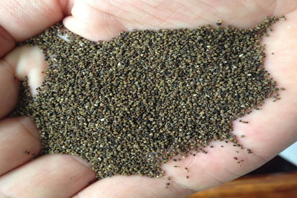 1631798277770870.jpeg 半枝蓮1.jpeg