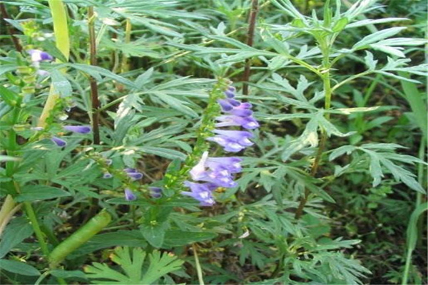 1631798286703209.jpeg 半枝蓮2.jpeg