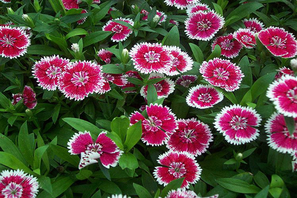 1631858771509269.jpeg 美國石竹.jpeg