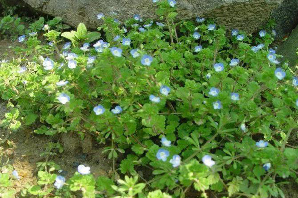 1631864228396035.jpg 婆婆納2.jpg