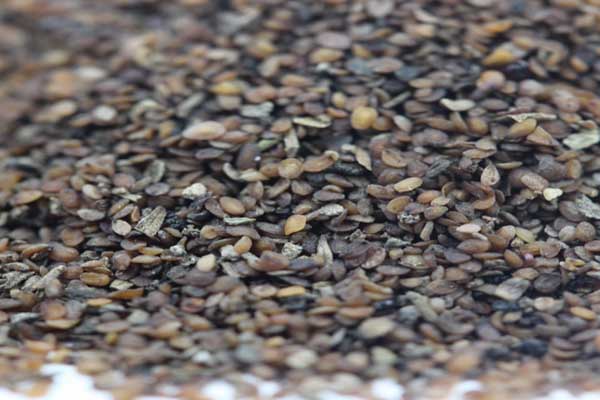 1631864236752892.jpeg 婆婆納種.jpeg