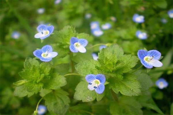 1631864244448229.jpeg 婆婆納1.jpeg