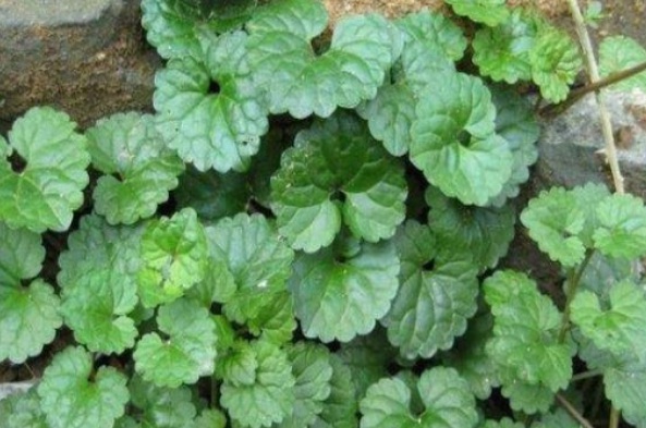 1632136062694149.jpg image.jpg