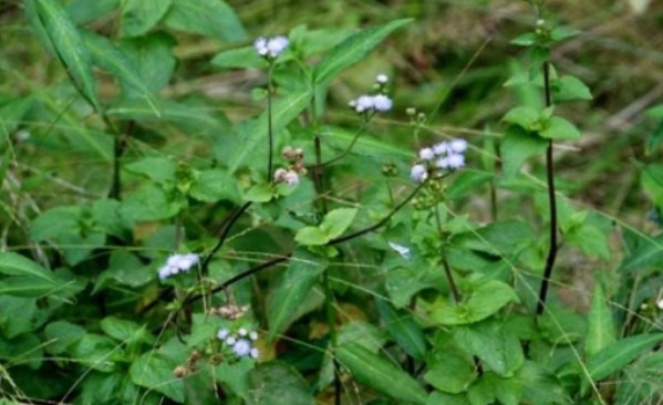 1632136067907186.jpg image.jpg