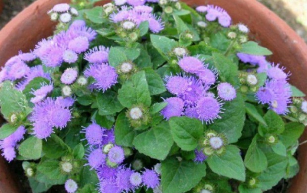 1632136075578920.jpg image.jpg