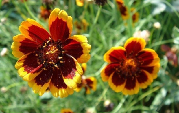 1632205990578612.jpg image.jpg