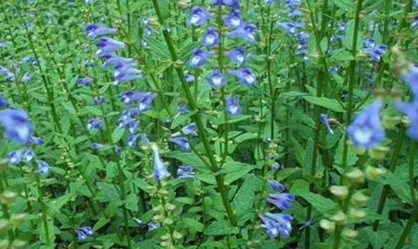 1632211760977604.jpg image.jpg