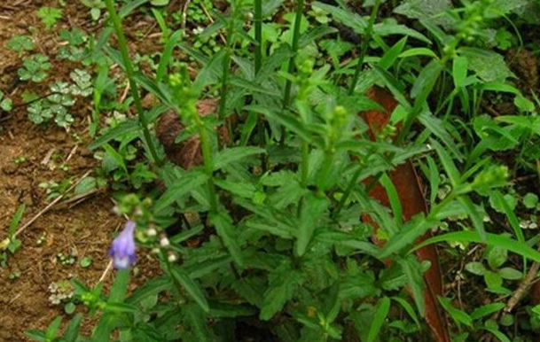 1632211768263222.jpg image.jpg