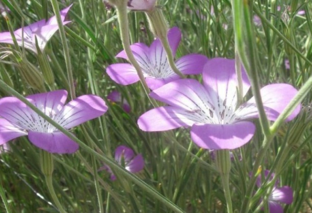 1632271107468430.jpg image.jpg