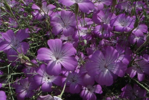 1632271116848711.jpg image.jpg