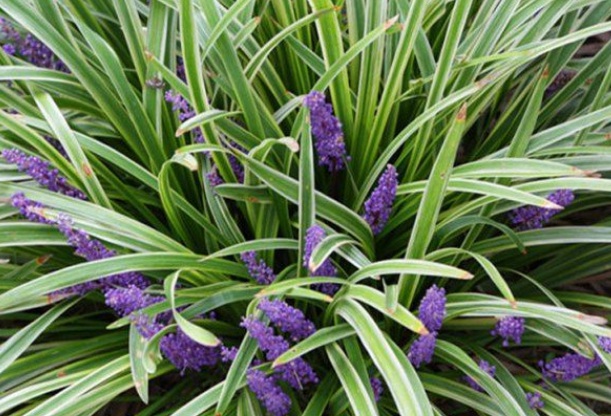 1632635776392841.jpg image.jpg