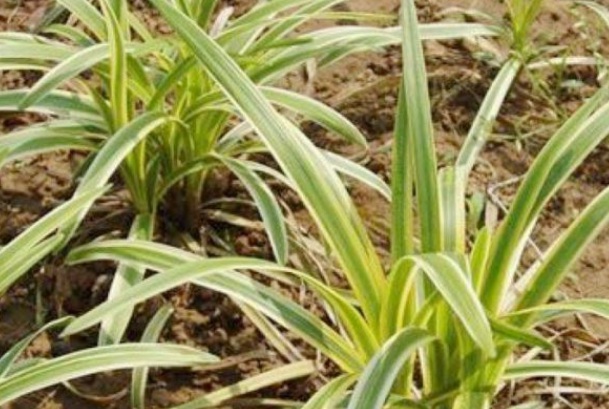 1632635781132116.jpg image.jpg