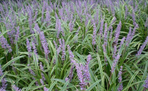 1632635788374781.jpg image.jpg