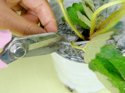 草莓種子幾月份播種？