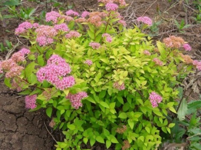 繡線菊種子幾月份播種？