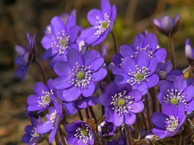 紫羅蘭種子適合什么環(huán)境播種？