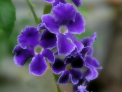 紫羅蘭種子什么時(shí)候播種最好？