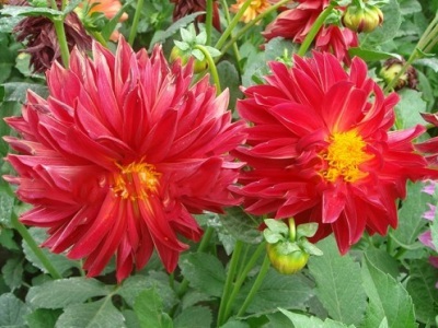 大麗花種球種植幾天可以發(fā)芽？