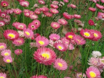 永生菊種子需要泡種嗎？